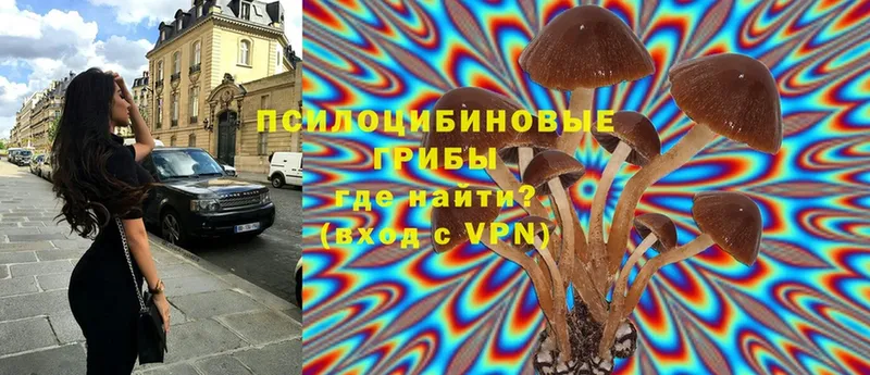 Галлюциногенные грибы Psilocybine cubensis Тосно